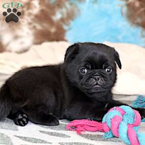 Greg, Pug Puppy
